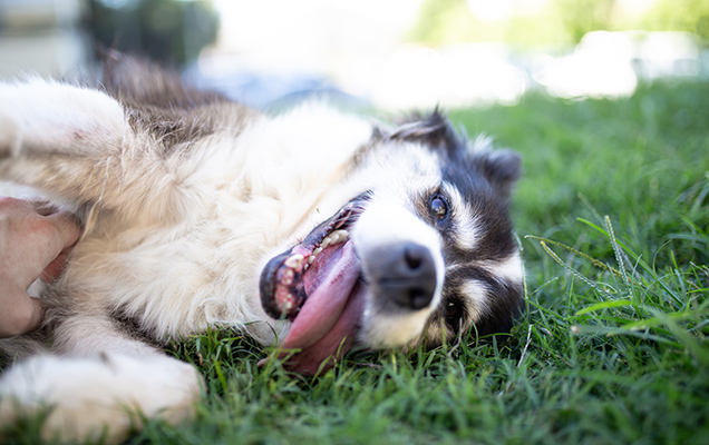 dog lying on grass with tongue out
